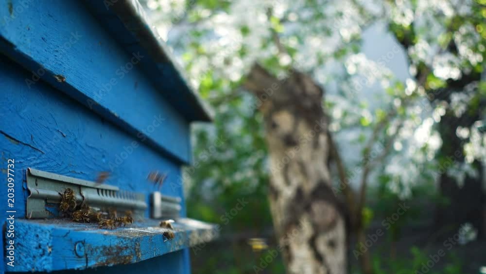 bees flying in and out beehive bees flying in and out beehive