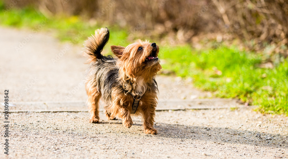 Fototapeta Cute little dog on forest path for walk