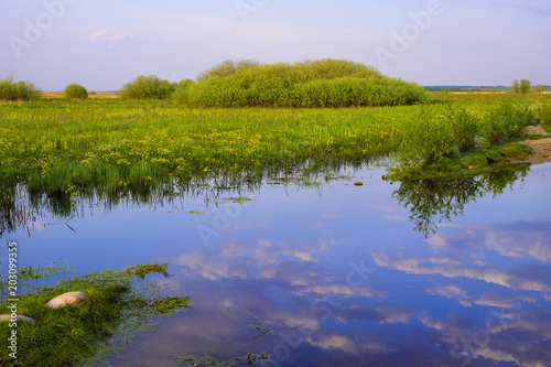 Panoramic view of wetlands covered with early spring green grass and woods in Biebrza River wildlife refuge in north-eastern Poland.
