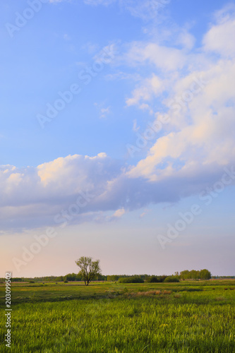 Panoramic view of wetlands covered with early spring green grass and woods in Biebrza River wildlife refuge in north-eastern Poland.