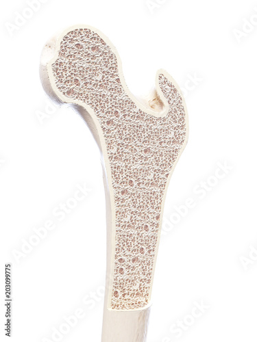 Fototapeta Naklejka Na Ścianę i Meble -  3d rendered, medically accurate illustration of a healthy bone structure