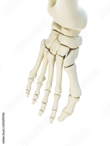 3d rendered  medically accurate illustration of a bunion