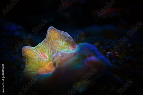 colorful rainbow neon coral in black background photo
