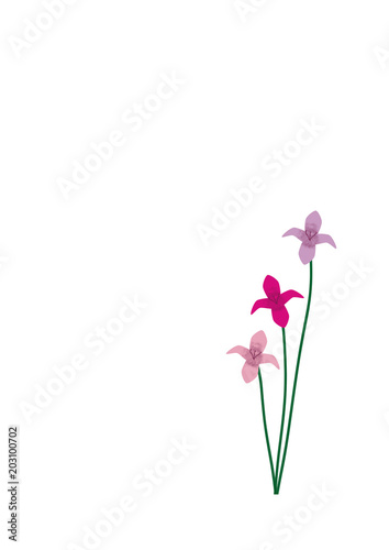Three Pastel Orchids on White Page