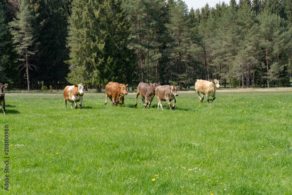 Obraz premium Kuhweide