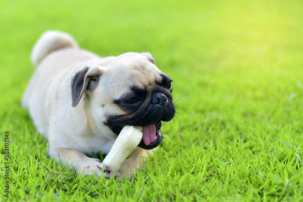 Little Pug eating a bone in garden
