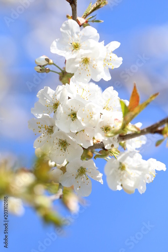 kirschblüte