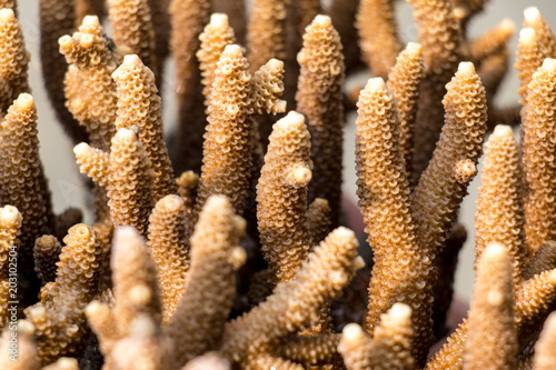 Corals are marine invertebrates in the class Anthozoa of phylum Cnidaria in the Sea. photo