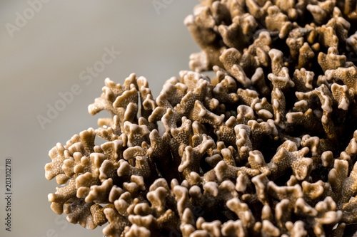 Corals are marine invertebrates in the class Anthozoa of phylum Cnidaria in the Sea.