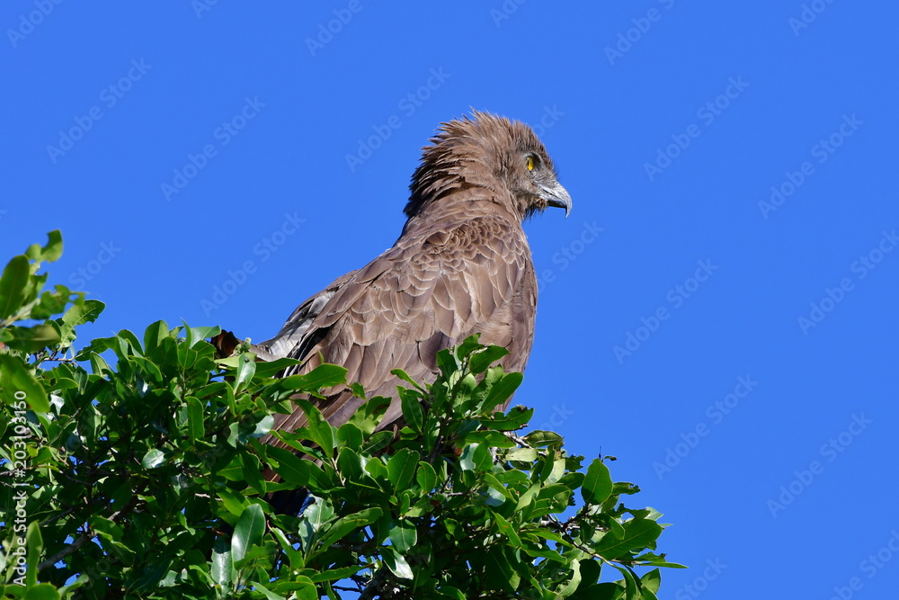 brown snake eagle in Kruger National park in South Africa,region Lower Sabie
brown snake eagle in Kruger National park in South Africa,region Lower Sabie
