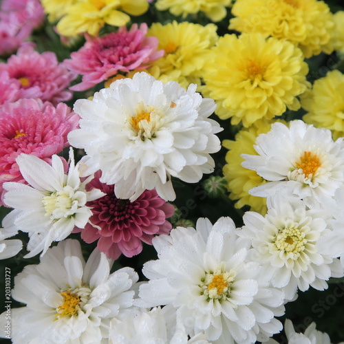 colorful asters in the fall bloom in the garden