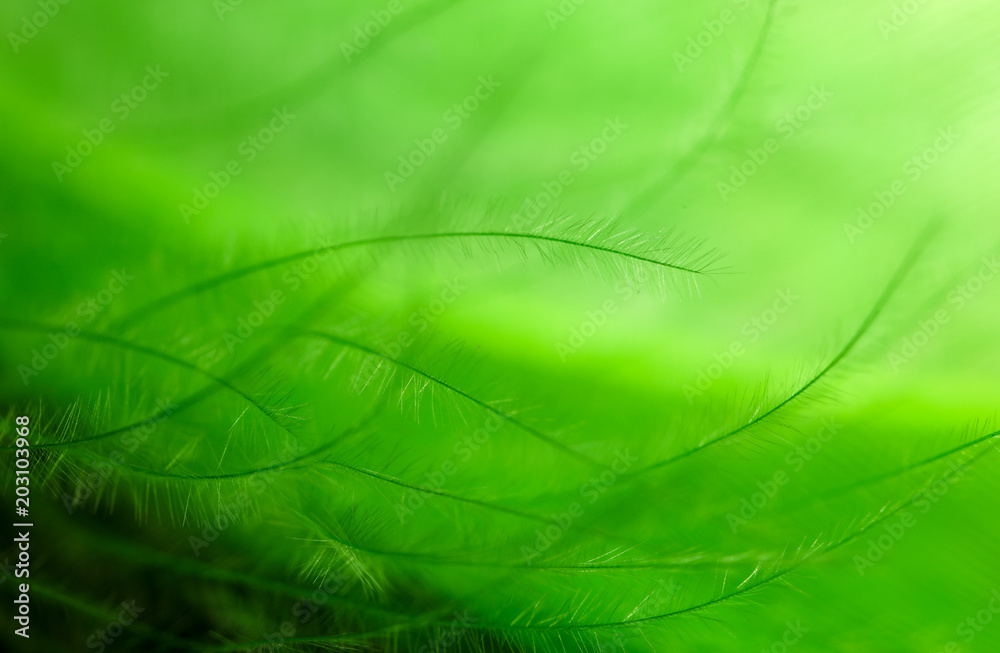 Green feather as an abstract background Green feather as an abstract background