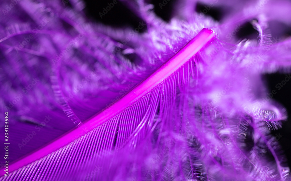 Fototapeta premium Purple feather as an abstract background