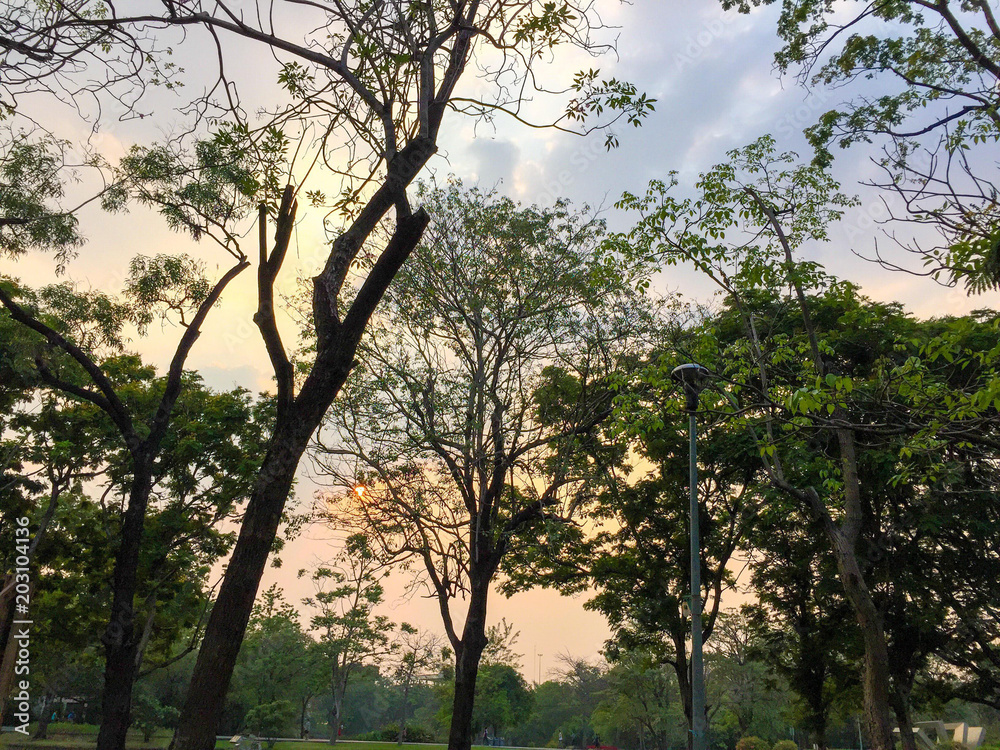 Fototapeta premium Sunset sky trees