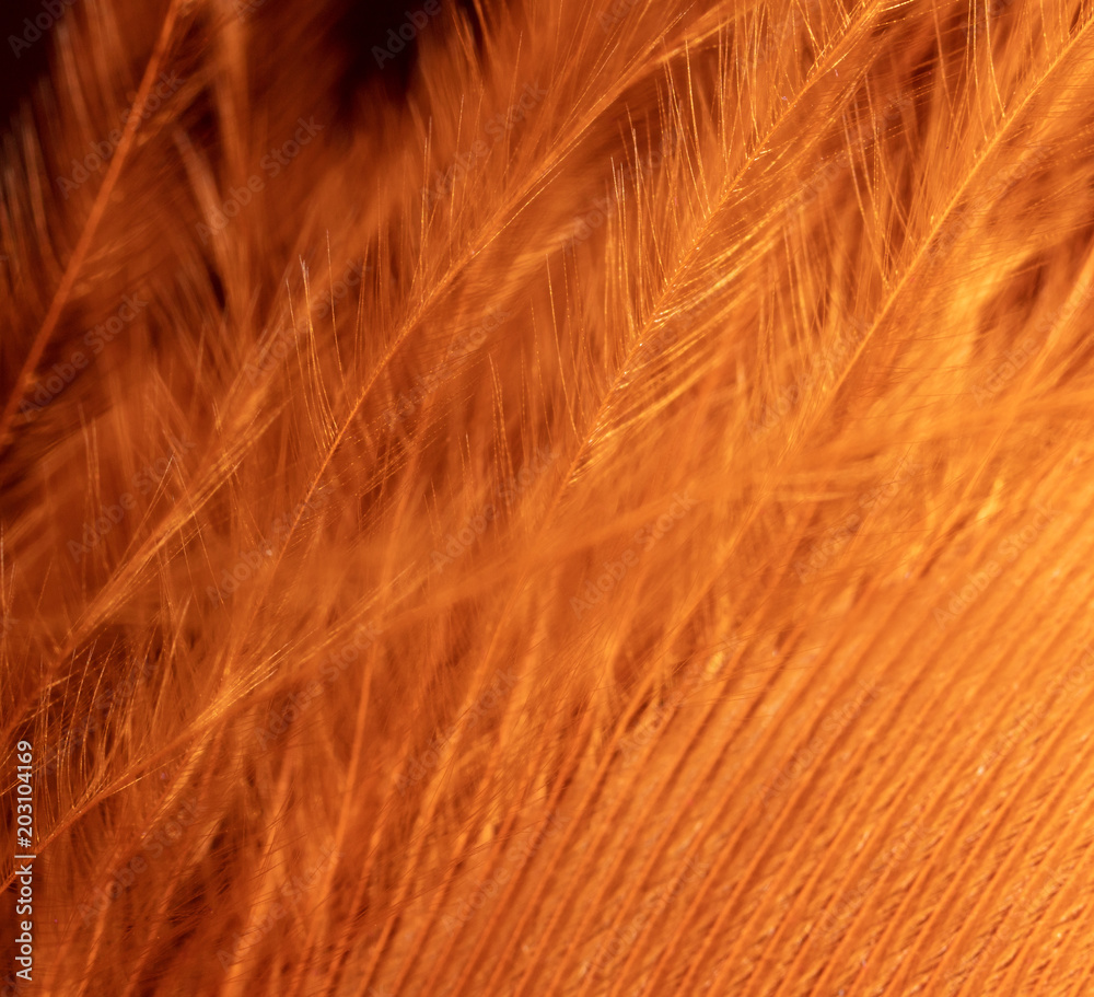 Fototapeta premium Orange feather as an abstract background