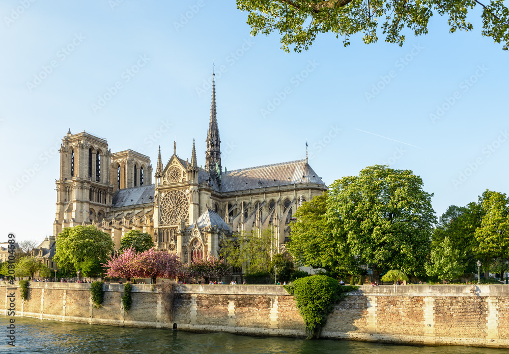 Notre-Dame de Paris cathedral under a clear blue sky at the end of a sunny spring day with the blooming Japanese cherry trees of the John XXIII park and the river Seine in the foreground. Notre-Dame de Paris cathedral under a clear blue sky at the end of a sunny spring day with the blooming Japanese cherry trees of the John XXIII park and the river Seine in the foreground.