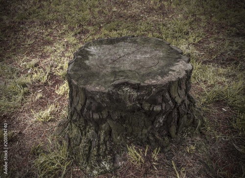 tree cut in the middle of the forest