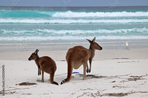 Australien: Kängurus am Strand