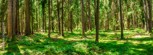 Wald Panorama Kiefer Bäume Natur