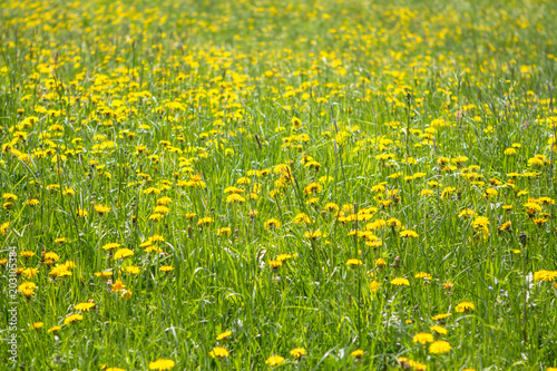Field of spring dandelions
