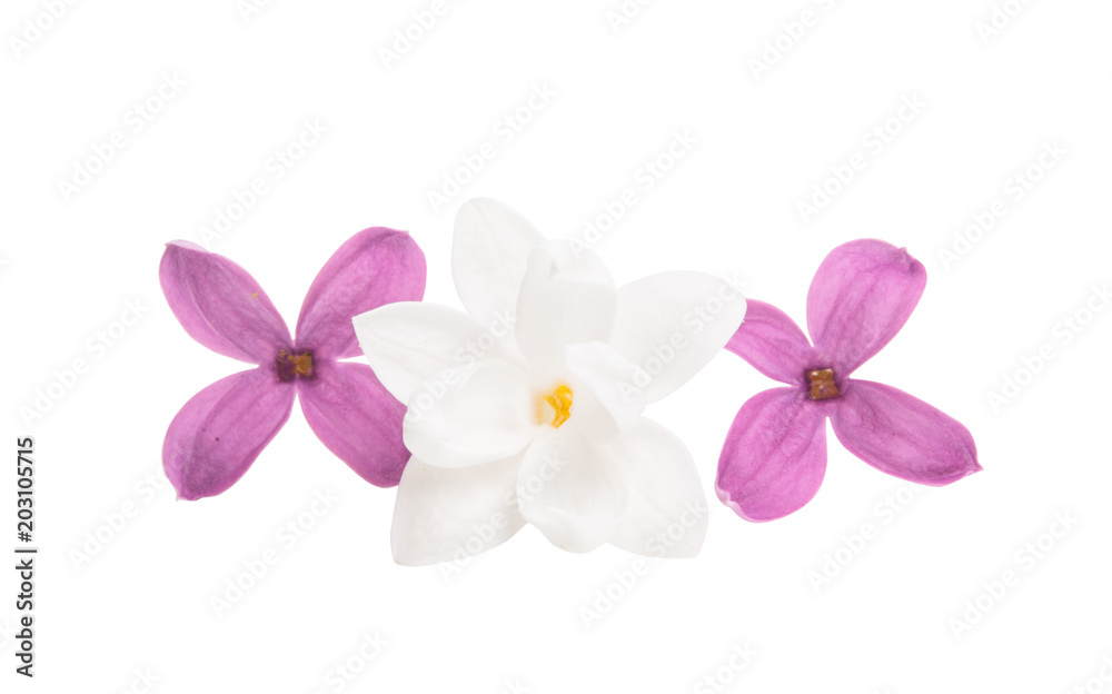 Lilac flowers isolated