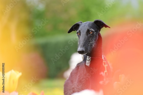 Galgo Espanol im bunten Tulpen Feld