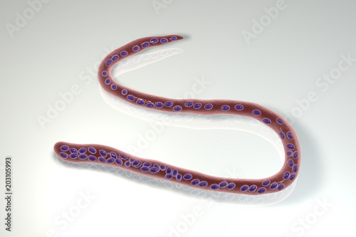 Mansonella perstans, a roundworm nematoda that causes serous cavity filariasis in humans, 3D illustration showing absence of sheath around the worm and tail nuclei extending to tip photo