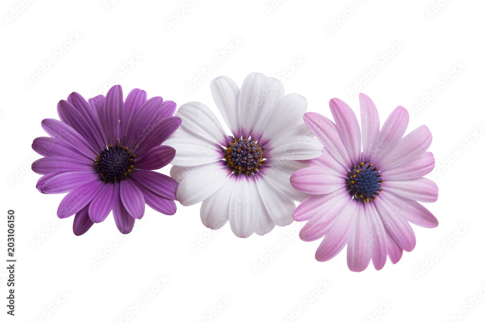 Osteospermum isolated Osteospermum isolated