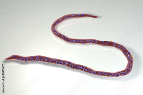 Onchocerca volvulus, a roundworm nematoda that causes onchocerciasis, river blindness in humans, 3D illustration showing slender worm without a sheath around it and tail nuclei not extending to tip photo