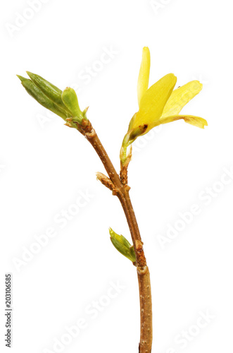 Forsythia flower and foliage