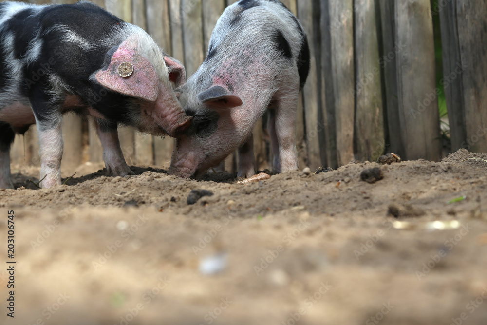 freilaufende ferkel bei der futter suche freilaufende ferkel bei der futter suche