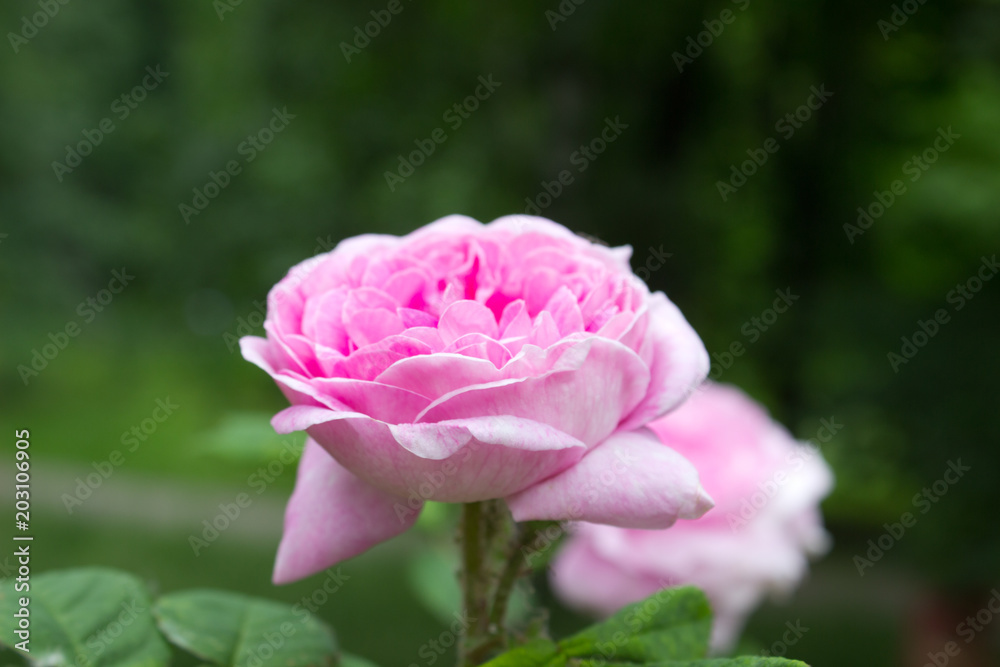 Rose Pink Rose Pink