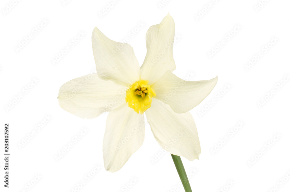 White daffodil flower