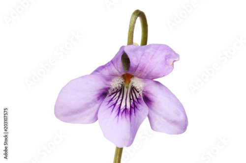 Viola flower against white
