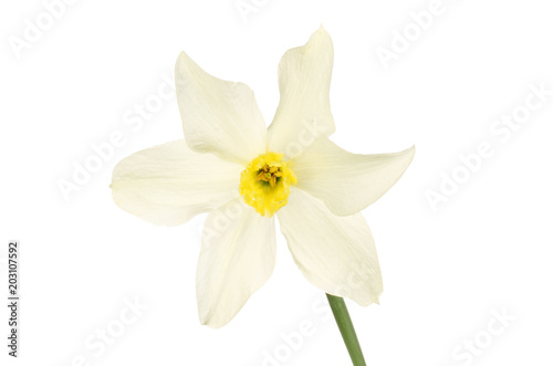 White daffodil flower