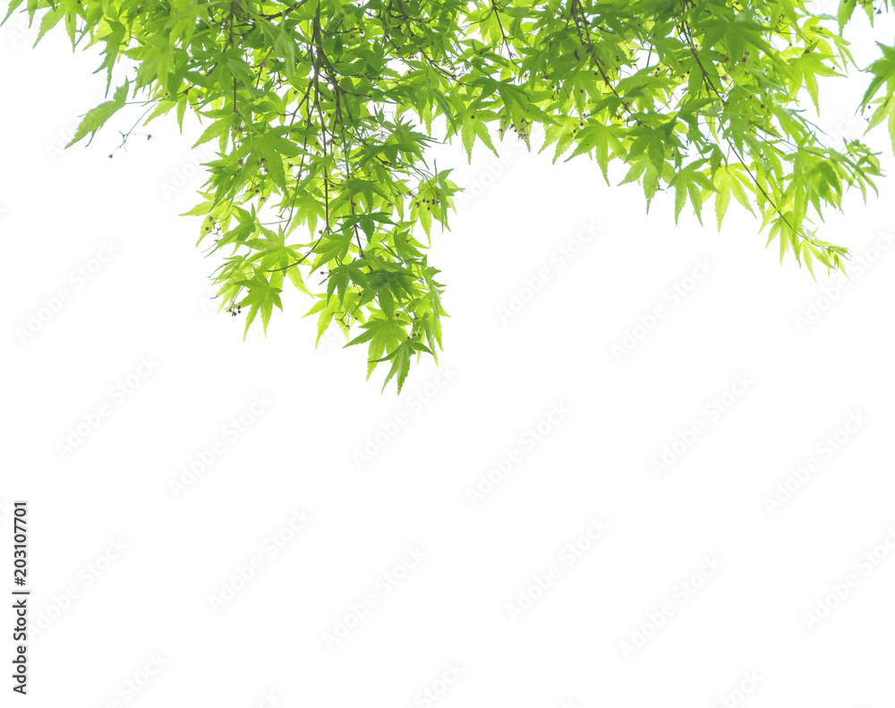 Closeup fresh green leaves isolated on white background with copy space Closeup fresh green leaves isolated on white background with copy space