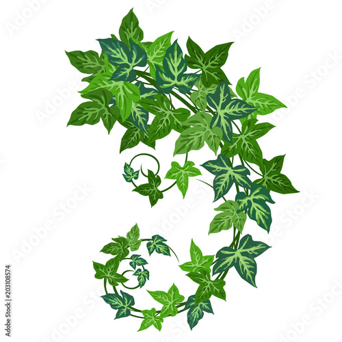 Ivy (Hedera helix). Hand drawn realistic vector illustration of ivy vines isolated on white background.