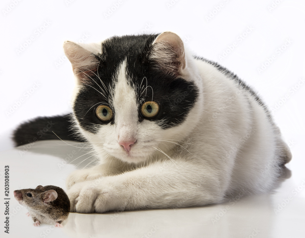 black and white cat with mouse close up on white background