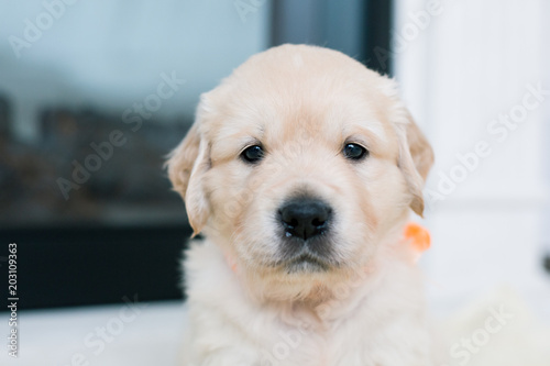 Close-up portrait of lovely golden retriever puppy with orange ribbon