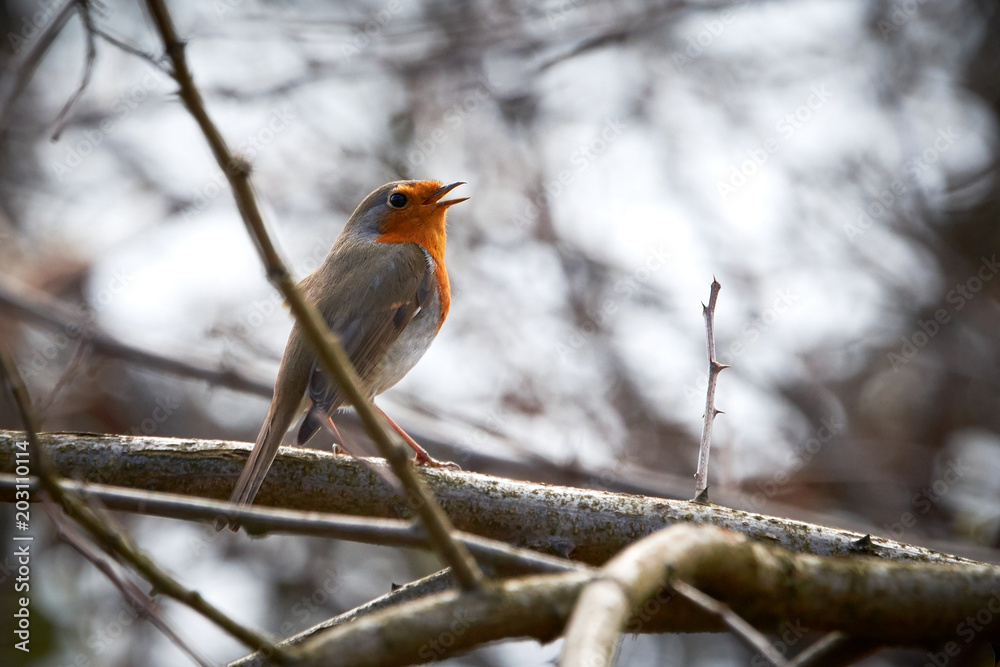 European robin (Erithacus rubecula) singing European robin (Erithacus rubecula) singing