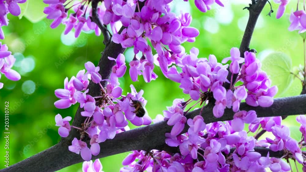 Bee pollinate redbud tree flowers in spring park