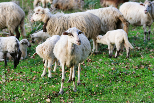 Il gregge di pecore