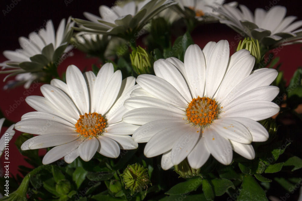 Obraz premium Cape Marguerite