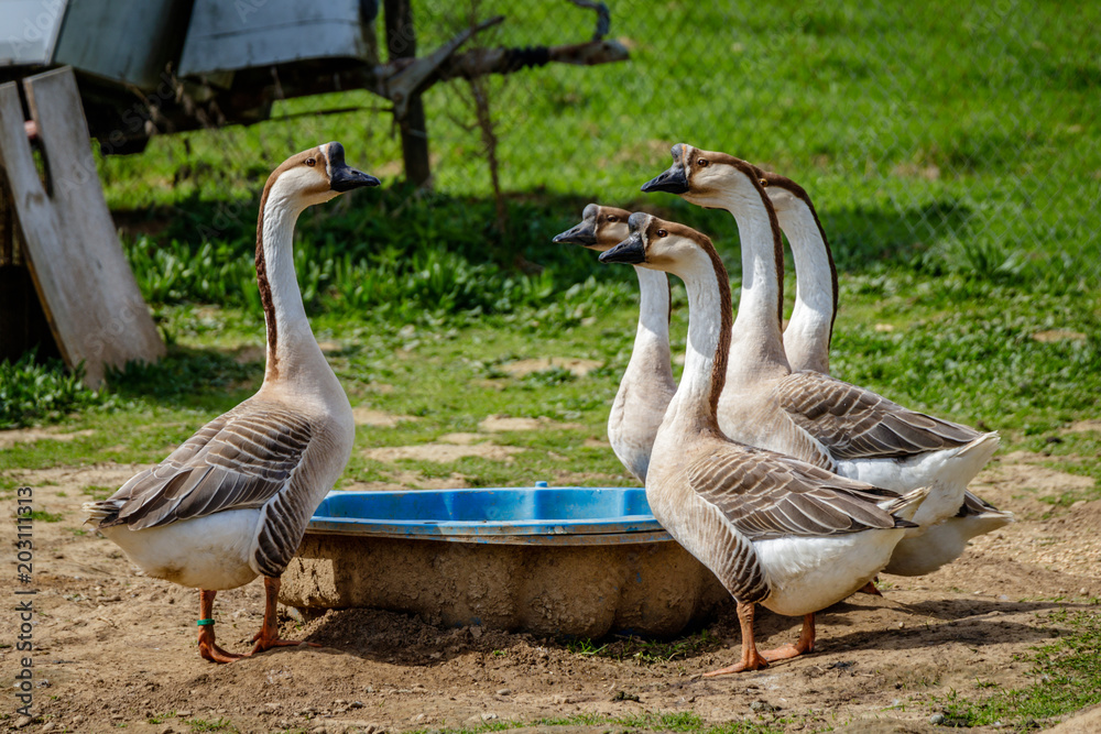 Obraz premium Five gooses standing around a baby pool drinking water in Markgräferland. The region is known for its vineyards and often called by Germans the Tuscany of Germany.