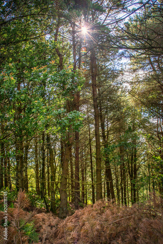 Beautiful woodland scenes convey the lovely rural landscapes of Rivington and Bolton