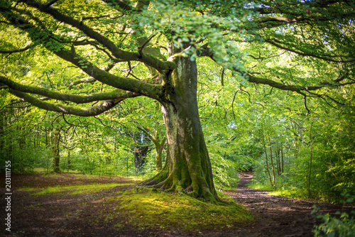 Tableau sur toile Magnificent beech tree in summer spreading out over two diverging country path ways