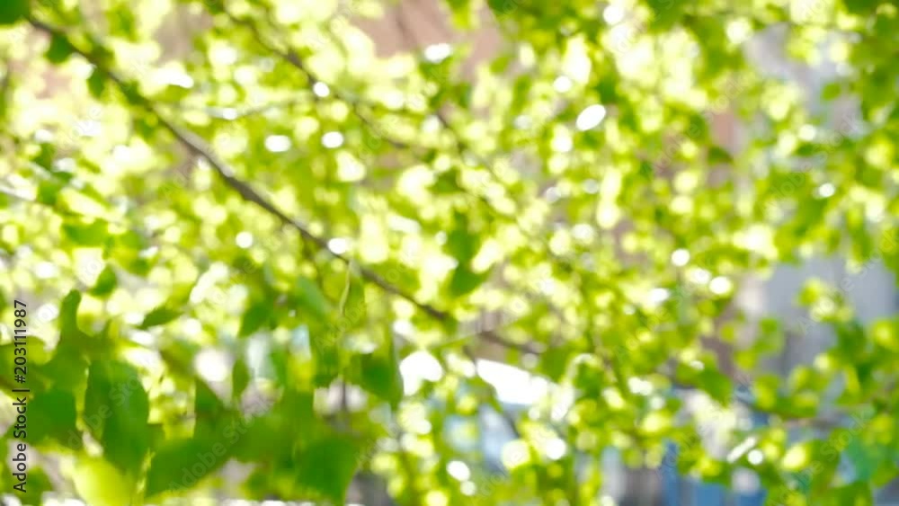 Charming green natural background with sunbeams through leaves in park on summer day. Focus on birch branch on foreground. Charming green natural background with sunbeams through leaves in park on summer day. Focus on birch branch on foreground.