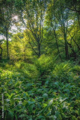 Beautiful woodland scenes convey the lovely rural landscapes of Rivington and Bolton © David