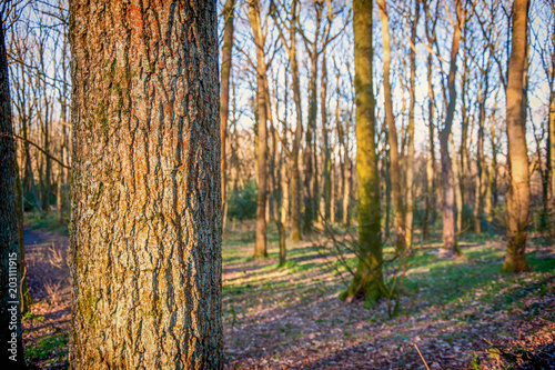 Beautiful woodland scenes convey the lovely rural landscapes of Rivington and Bolton