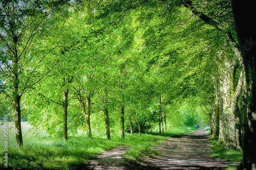 Bridleway through the fresh green woodland trees in Spring 